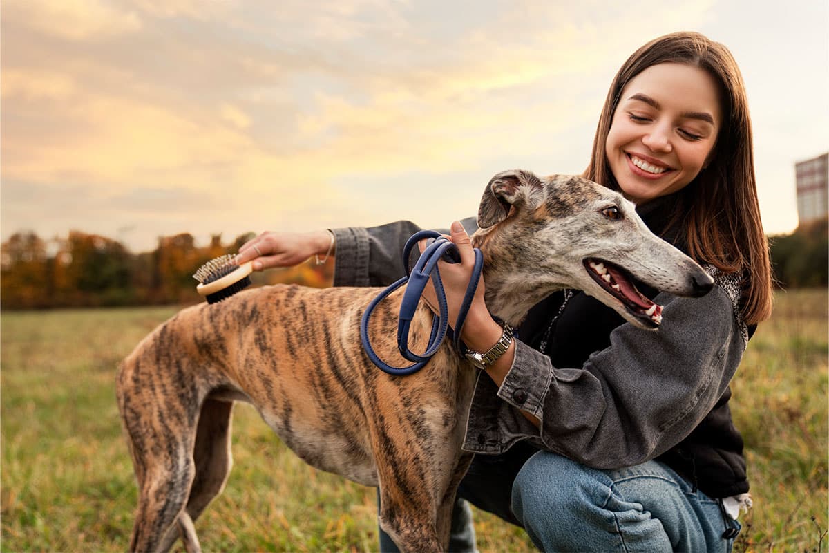 Greyhound relaxing peacefully while following a familiar daily routine