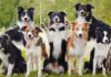 How You Can Keep Your Dog Healthy How You Can Keep Your Dog Healthy