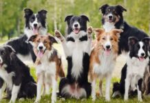 How You Can Keep Your Dog Healthy How You Can Keep Your Dog Healthy
