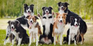 How You Can Keep Your Dog Healthy How You Can Keep Your Dog Healthy