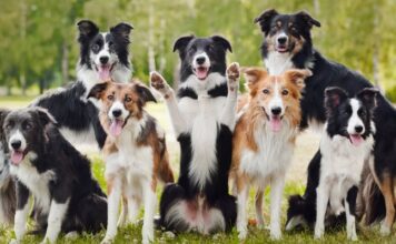 How You Can Keep Your Dog Healthy How You Can Keep Your Dog Healthy