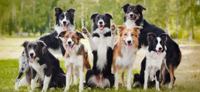 How-You-Can-Keep-Your-Dog-Healthy.jpg How You Can Keep Your Dog Healthy