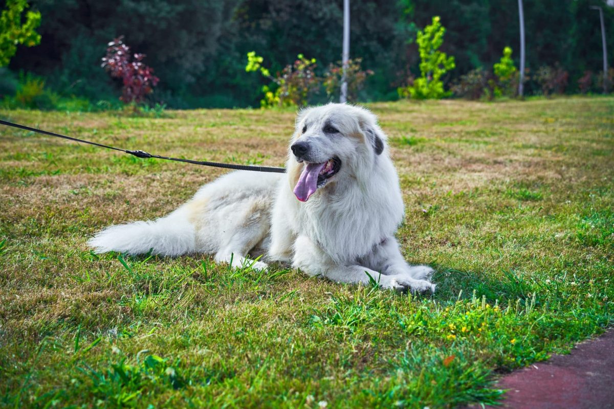 Great Pyrenees displaying calm confidence within a predictable routine