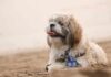 11 Easygoing Dog Breeds Who Love Calm, Predictable Routines 11 Easygoing Dog Breeds Who Love Calm, Predictable Routines