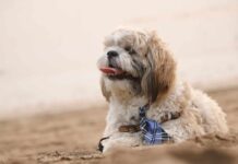 11 Easygoing Dog Breeds Who Love Calm, Predictable Routines 11 Easygoing Dog Breeds Who Love Calm, Predictable Routines