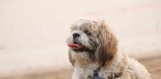 11 Easygoing Dog Breeds Who Love Calm, Predictable Routines 11 Easygoing Dog Breeds Who Love Calm, Predictable Routines
