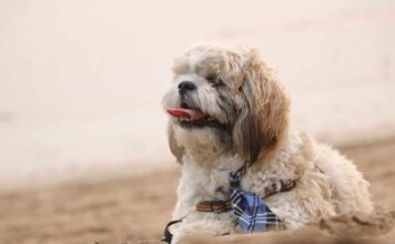 11 Easygoing Dog Breeds Who Love Calm, Predictable Routines 11 Easygoing Dog Breeds Who Love Calm, Predictable Routines