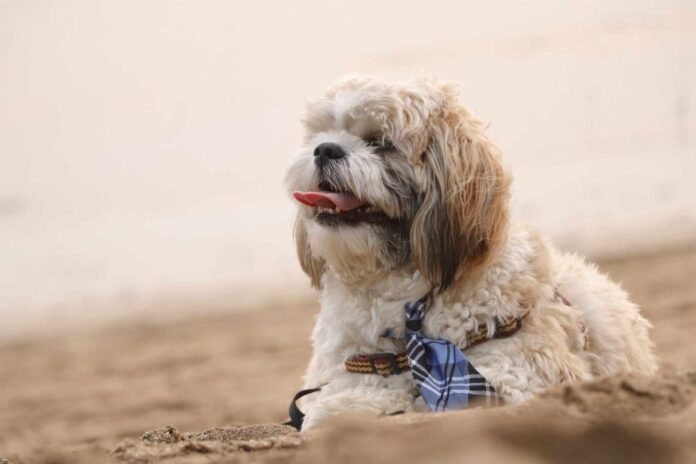 11-Easygoing-Dog-Breeds-Who-Love-Calm-Predictable-Routines.jpg 11 Easygoing Dog Breeds Who Love Calm, Predictable Routines