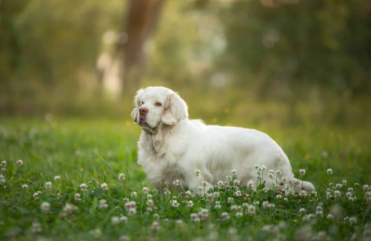 Clumber Spaniel relaxed and content with familiar daily structure