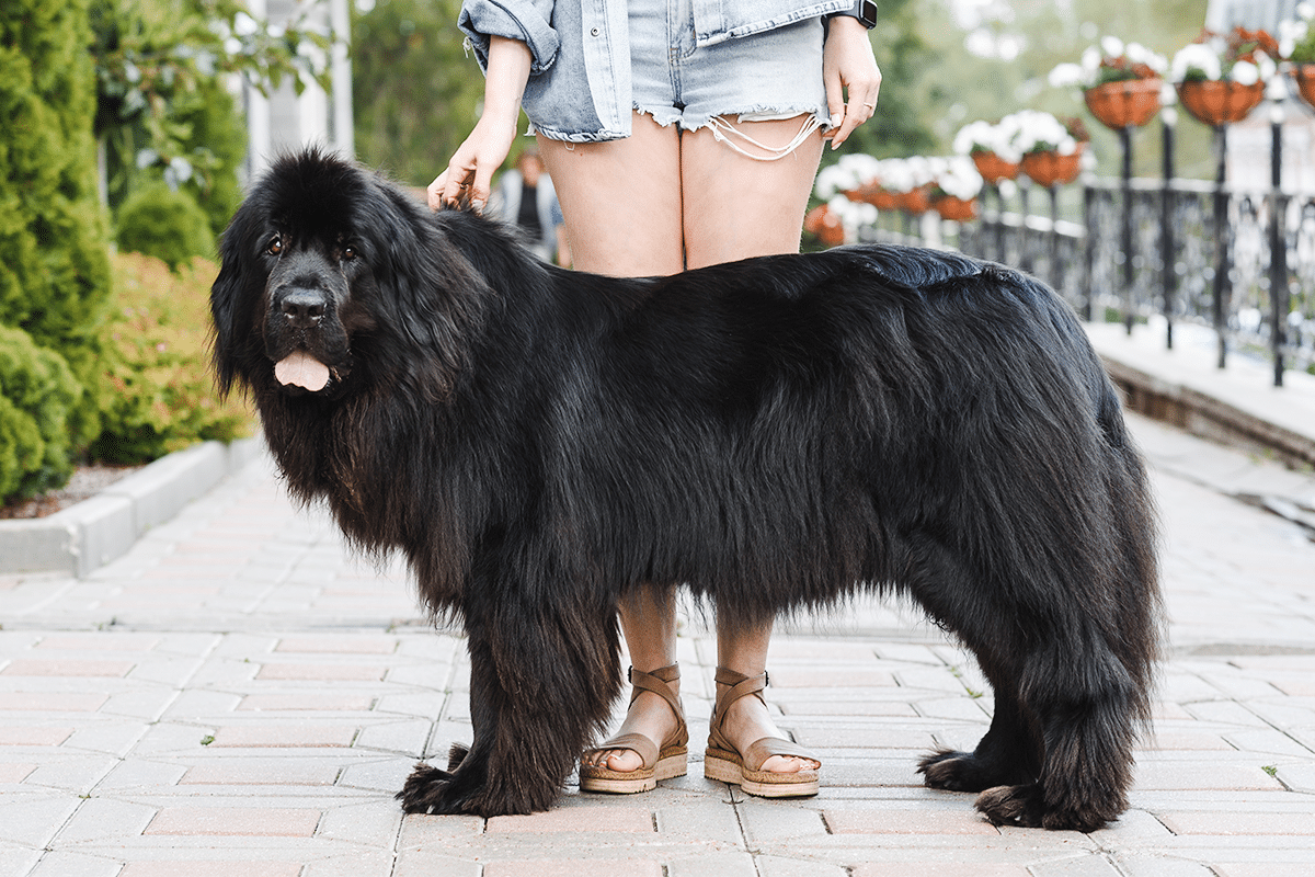 Newfoundland calmly enjoying a predictable and comforting family routine