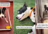 ‘Surrendered’ Shelter Dog Lands on Urgent List But Soon Gets Best News ‘Surrendered’ Shelter Dog Lands on Urgent List But Soon Gets Best News