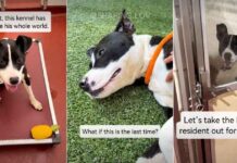 ‘Surrendered’ Shelter Dog Lands on Urgent List But Soon Gets Best News ‘Surrendered’ Shelter Dog Lands on Urgent List But Soon Gets Best News