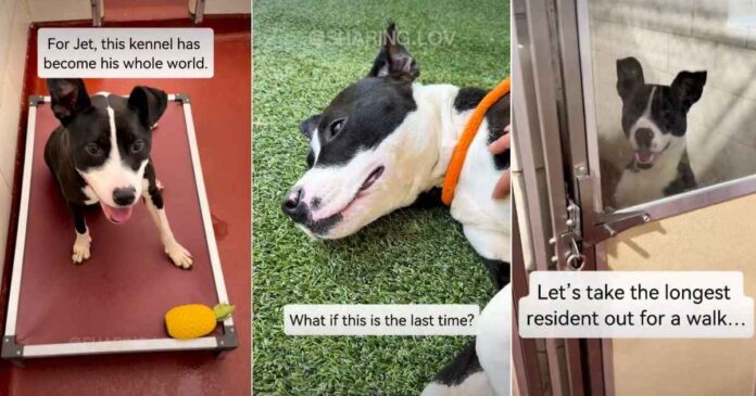 ‘Surrendered’ Shelter Dog Lands on Urgent List But Soon Gets Best News