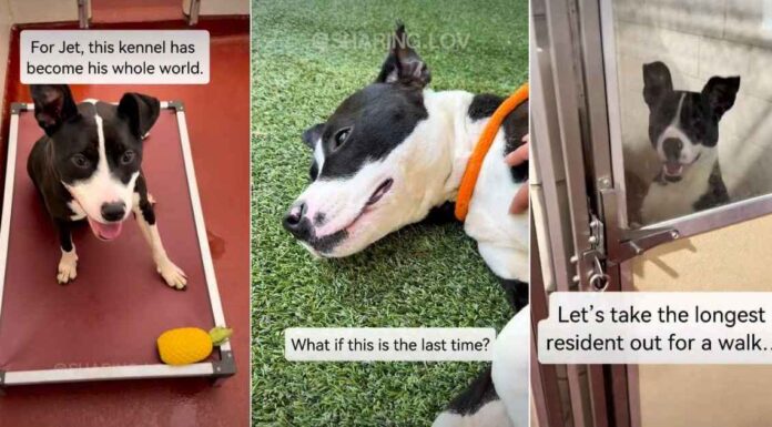 ‘Surrendered’ Shelter Dog Lands on Urgent List But Soon Gets Best News ‘Surrendered’ Shelter Dog Lands on Urgent List But Soon Gets Best News