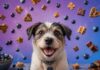 10 Best Blueberry Dog Treats 10 Best Blueberry Dog Treats