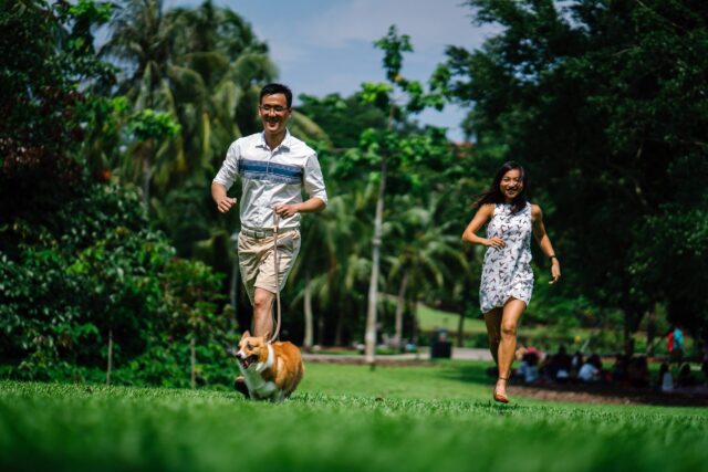 best dog activity trackers