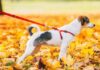 8 Types of Dog Leashes & How to Choose the Best One 8 Types of Dog Leashes & How to Choose the Best One