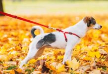 8 Types of Dog Leashes & How to Choose the Best One 8 Types of Dog Leashes & How to Choose the Best One