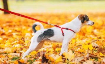 8 Types of Dog Leashes & How to Choose the Best One 8 Types of Dog Leashes & How to Choose the Best One