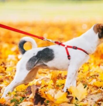 8 Types of Dog Leashes & How to Choose the Best One 8 Types of Dog Leashes & How to Choose the Best One
