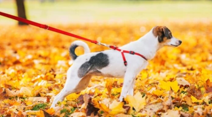 8 Types of Dog Leashes & How to Choose the Best One 8 Types of Dog Leashes & How to Choose the Best One