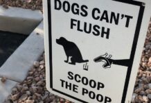 A Guide to Managing Dog Poop A Guide to Managing Dog Poop