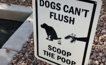 A Guide to Managing Dog Poop A Guide to Managing Dog Poop
