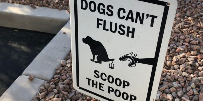 A-Guide-to-Managing-Dog-Poop.jpg A Guide to Managing Dog Poop