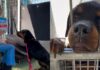 Abandoned Shelter Dog Has a Goodness That ‘Radiates From Behind Her Kennel Bars’ Abandoned Shelter Dog Has a Goodness That ‘Radiates From Behind Her Kennel Bars'