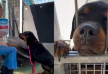 Abandoned Shelter Dog Has a Goodness That ‘Radiates From Behind Her Kennel Bars’ Abandoned Shelter Dog Has a Goodness That ‘Radiates From Behind Her Kennel Bars'