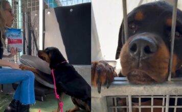 Abandoned Shelter Dog Has a Goodness That ‘Radiates From Behind Her Kennel Bars’ Abandoned Shelter Dog Has a Goodness That ‘Radiates From Behind Her Kennel Bars'
