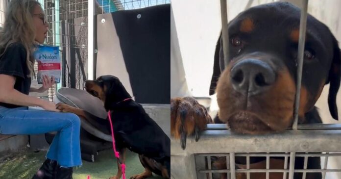 Abandoned-Shelter-Dog-Has-a-Goodness-That-‘Radiates-From-Behind.jpg Abandoned Shelter Dog Has a Goodness That ‘Radiates From Behind Her Kennel Bars'