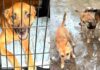 After Their Owner’s Tragic Death, Rescue Steps In for Six Dogs Left Behind After Their Owner's Tragic Death, Rescue Steps In for Six Dogs Left Behind