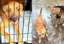 After Their Owner’s Tragic Death, Rescue Steps In for Six Dogs Left Behind After Their Owner's Tragic Death, Rescue Steps In for Six Dogs Left Behind