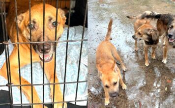 After Their Owner’s Tragic Death, Rescue Steps In for Six Dogs Left Behind After Their Owner's Tragic Death, Rescue Steps In for Six Dogs Left Behind