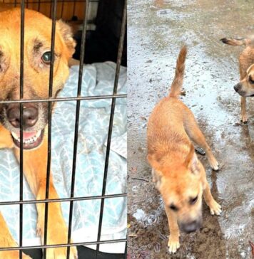 After Their Owner’s Tragic Death, Rescue Steps In for Six Dogs Left Behind After Their Owner's Tragic Death, Rescue Steps In for Six Dogs Left Behind