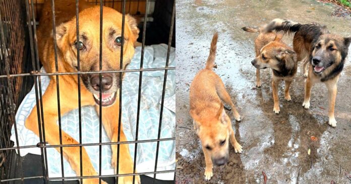 After-Their-Owners-Tragic-Death-Rescue-Steps-In-for-Six.jpg After Their Owner's Tragic Death, Rescue Steps In for Six Dogs Left Behind