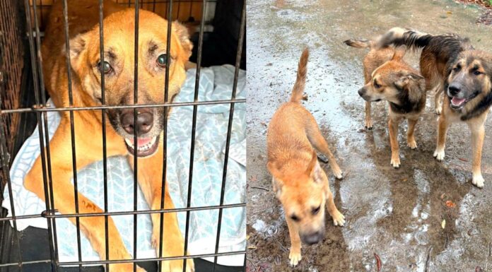 After Their Owner’s Tragic Death, Rescue Steps In for Six Dogs Left Behind After Their Owner's Tragic Death, Rescue Steps In for Six Dogs Left Behind