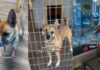 After Three Devastating Goodbyes, This Shelter Dog Still Hasn’t Given Up on Love After Three Devastating Goodbyes, This Shelter Dog Still Hasn't Given Up on Love
