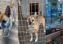 After Three Devastating Goodbyes, This Shelter Dog Still Hasn’t Given Up on Love After Three Devastating Goodbyes, This Shelter Dog Still Hasn't Given Up on Love