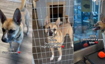 After Three Devastating Goodbyes, This Shelter Dog Still Hasn’t Given Up on Love After Three Devastating Goodbyes, This Shelter Dog Still Hasn't Given Up on Love