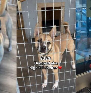 After Three Devastating Goodbyes, This Shelter Dog Still Hasn’t Given Up on Love After Three Devastating Goodbyes, This Shelter Dog Still Hasn't Given Up on Love