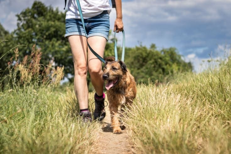 Animal trainer walking with her dog in nature 1