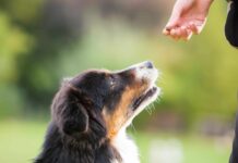 Ask A Veterinarian: Should I Give My Dog An Omega Fatty Acid Supplement? Ask A Veterinarian: Should I Give My Dog An Omega Fatty Acid Supplement?