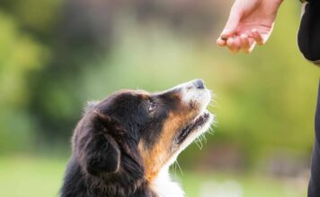 Ask A Veterinarian: Should I Give My Dog An Omega Fatty Acid Supplement? Ask A Veterinarian: Should I Give My Dog An Omega Fatty Acid Supplement?