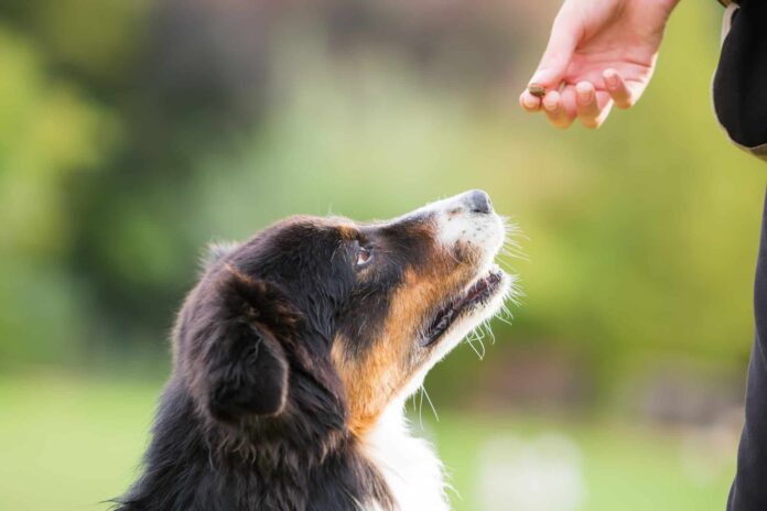 Ask-A-Veterinarian-Should-I-Give-My-Dog-An-Omega.jpg Ask A Veterinarian: Should I Give My Dog An Omega Fatty Acid Supplement?