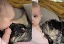 Baby Uses Dog’s Floppy Ears as ‘Sensory Toy’ & He Happily Obliges Baby Uses Dog's Floppy Ears as 'Sensory Toy' & He Happily Obliges