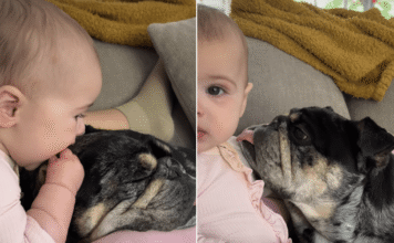 Baby Uses Dog’s Floppy Ears as ‘Sensory Toy’ & He Happily Obliges Baby Uses Dog's Floppy Ears as 'Sensory Toy' & He Happily Obliges