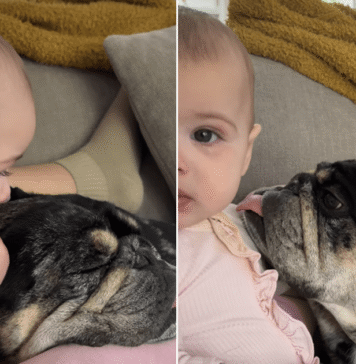 Baby Uses Dog’s Floppy Ears as ‘Sensory Toy’ & He Happily Obliges Baby Uses Dog's Floppy Ears as 'Sensory Toy' & He Happily Obliges