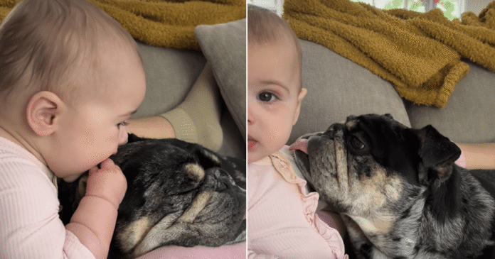 Baby-Uses-Dogs-Floppy-Ears-as-Sensory-Toy-He.png Baby Uses Dog's Floppy Ears as 'Sensory Toy' & He Happily Obliges